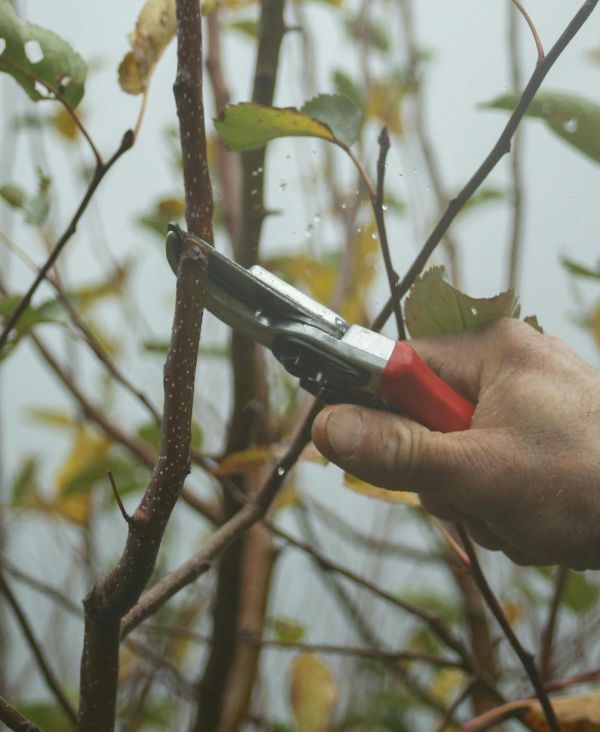 Coupe saisonnière de plantes