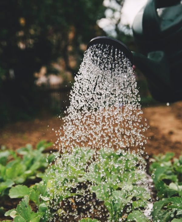 Arrosage de plantes
