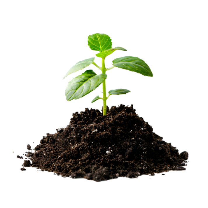 Jeune pousse de plante sortant de terre